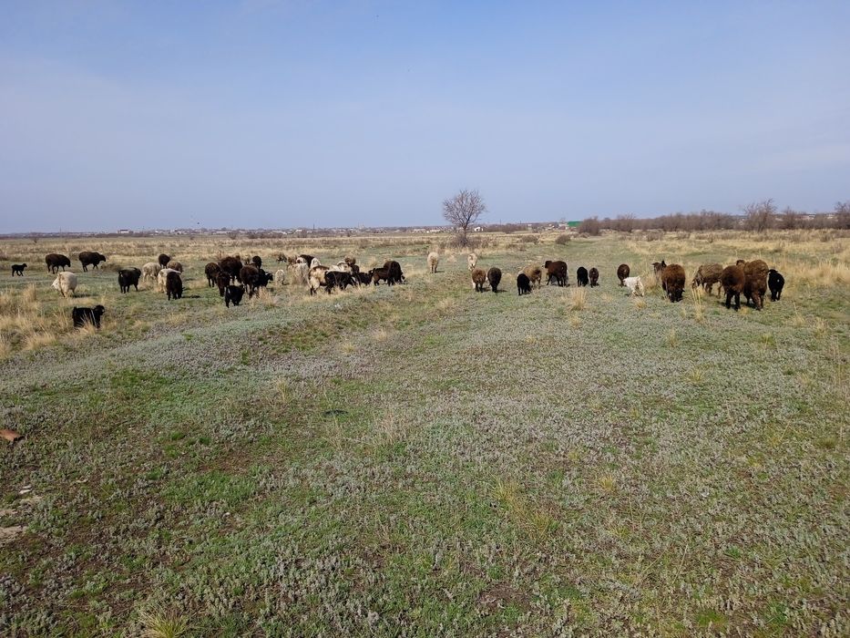 Продам баранов 99 голов