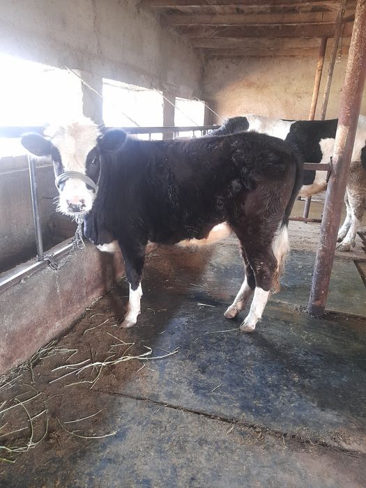 Хороший карова маладой