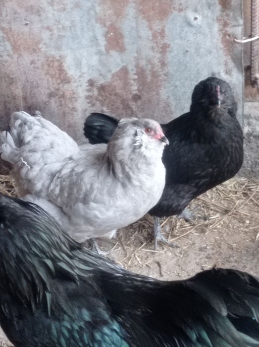 Продаются домашние яйца на инкубацию