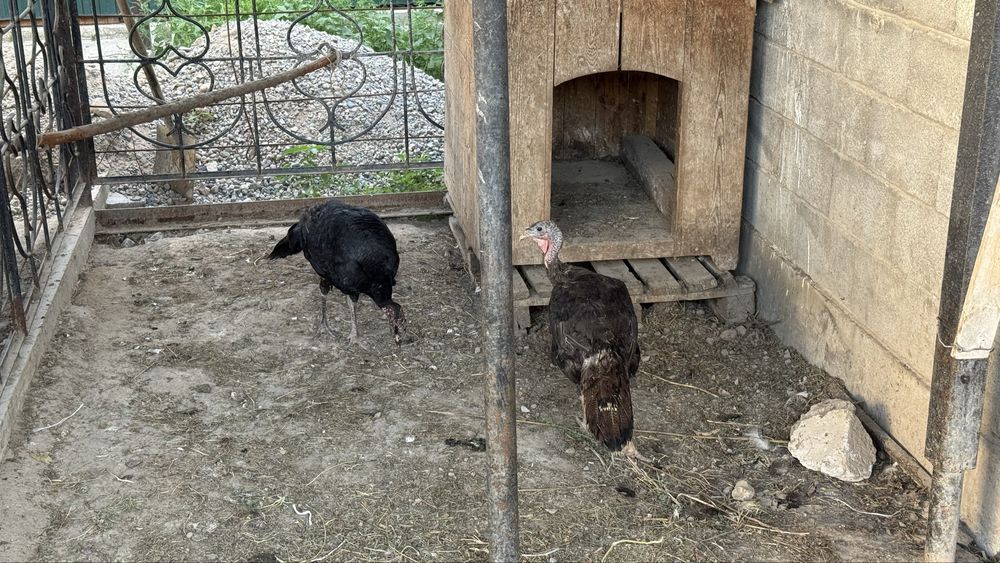 Индюшки самки продам