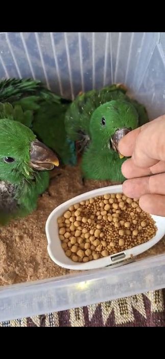 Pui papagal Eclectus