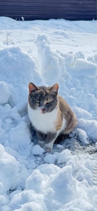 Кошечки в добрые руки