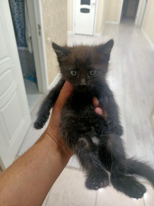 Отдам котенка котят кошку кота в добрые руки