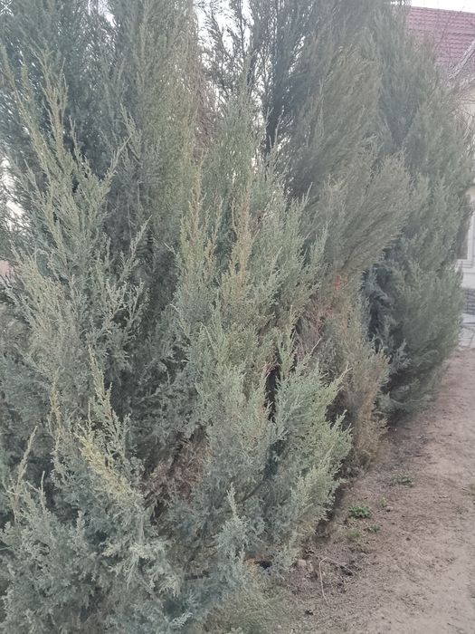 Мажевеник сатылады