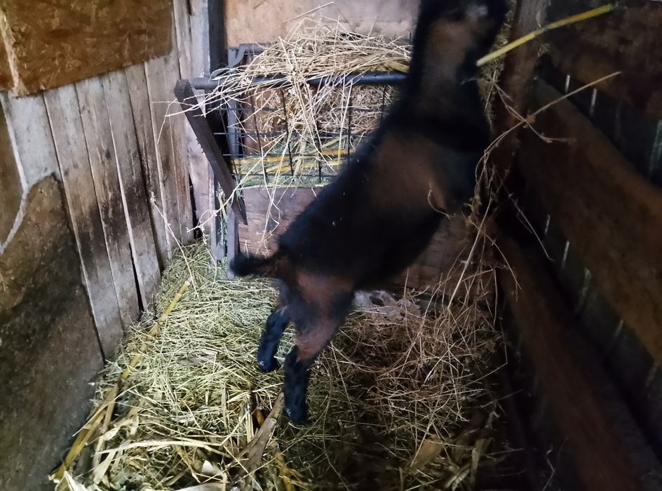 Vând ied alpin francez