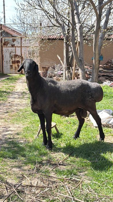 Qochqor zotga qurbonlikga