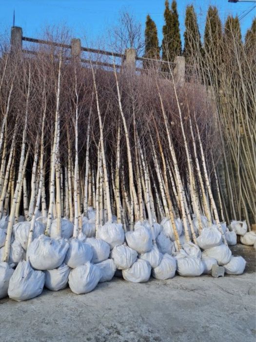 Vand mesteacan, tei, artar si platan