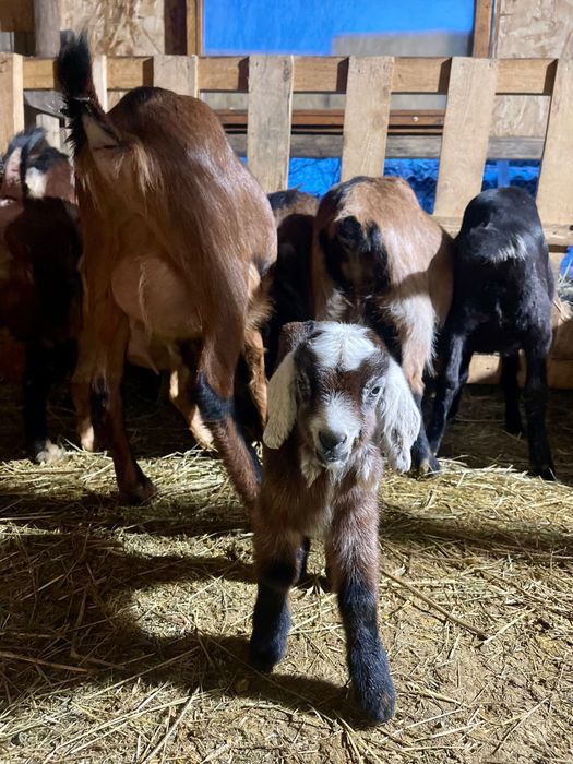 Capre anglo nubian si alpine franceze