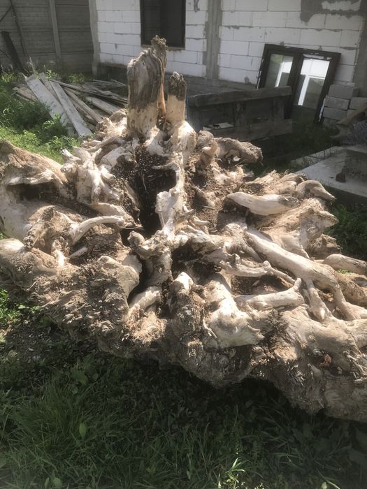 Radacina de fag pentru decotatii gradina