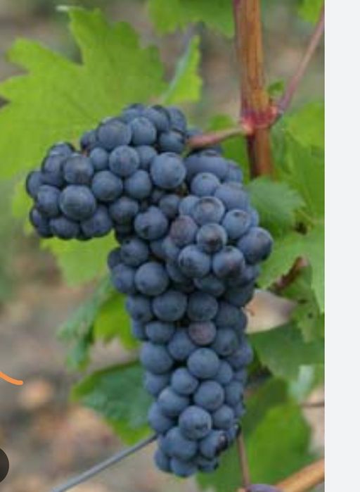 Viță de vie conder 7lei