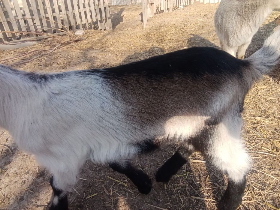 Альпі француз теке лақтар