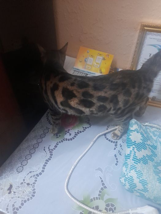 Бенгальская кошка 7 месяцев