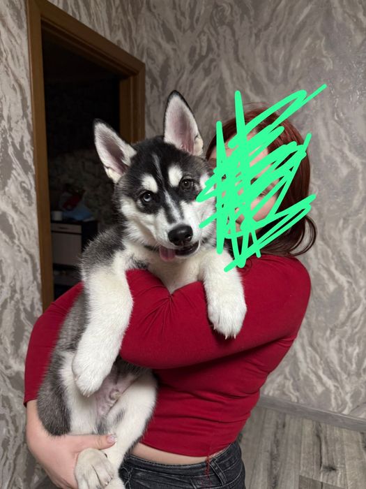 Щенок хаски мальчик 3 месяца