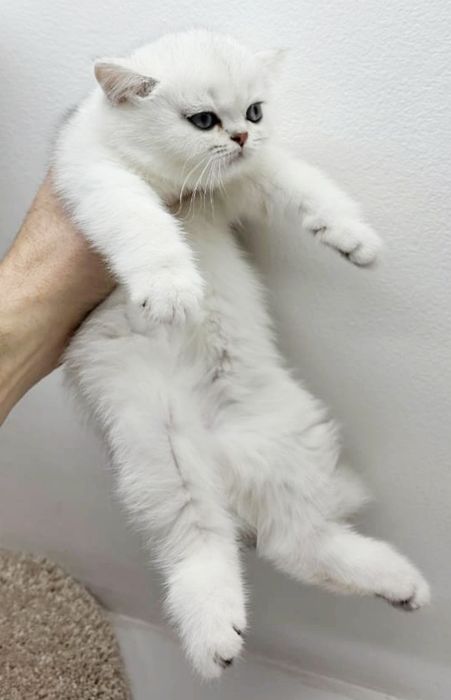 КотиК БриТансКий