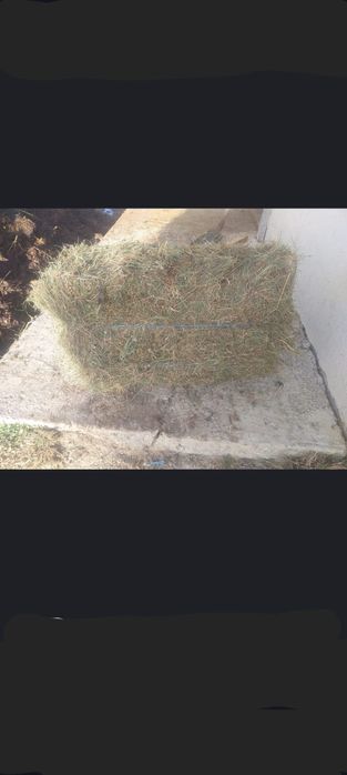 Vând baloti de fan.