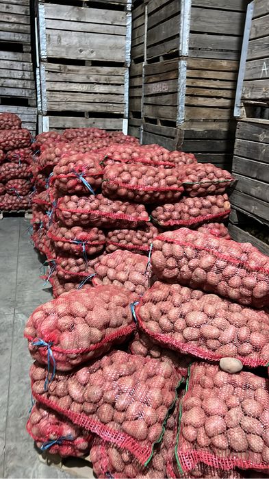 Cartofi Albi și Rozi