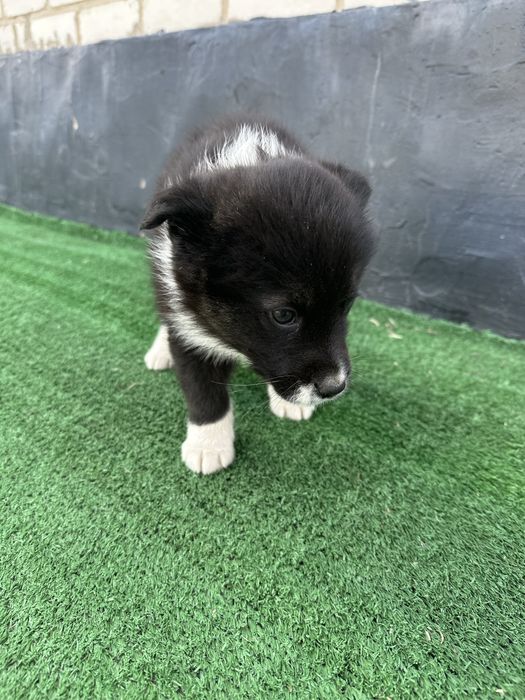 Щенок отдам в хорошие руки,