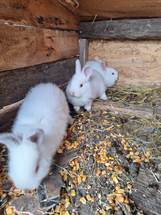 Vând 3 iepurași californieni