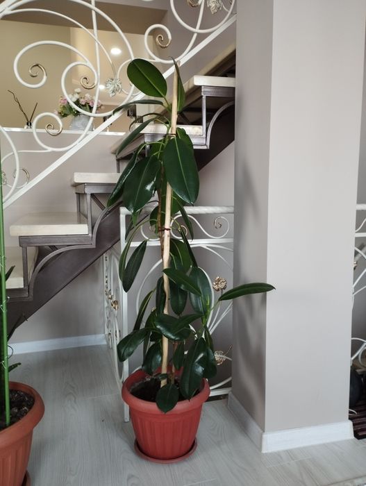 Продам комнатные цветы