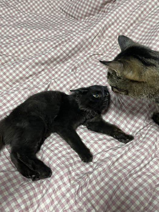 Кошечка в добрые руки