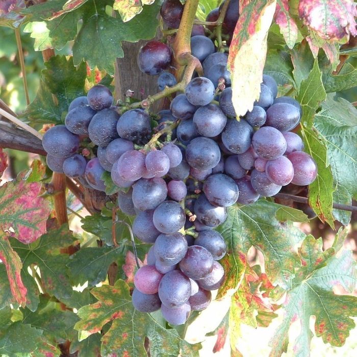 Vita de Vie Soiuri Negre De Vin