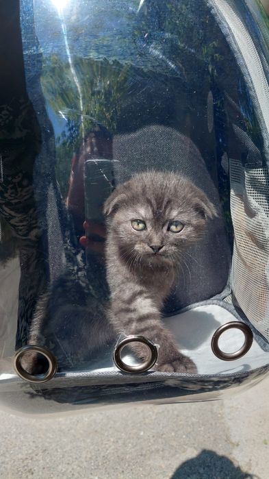 Продам породитсого котенкв