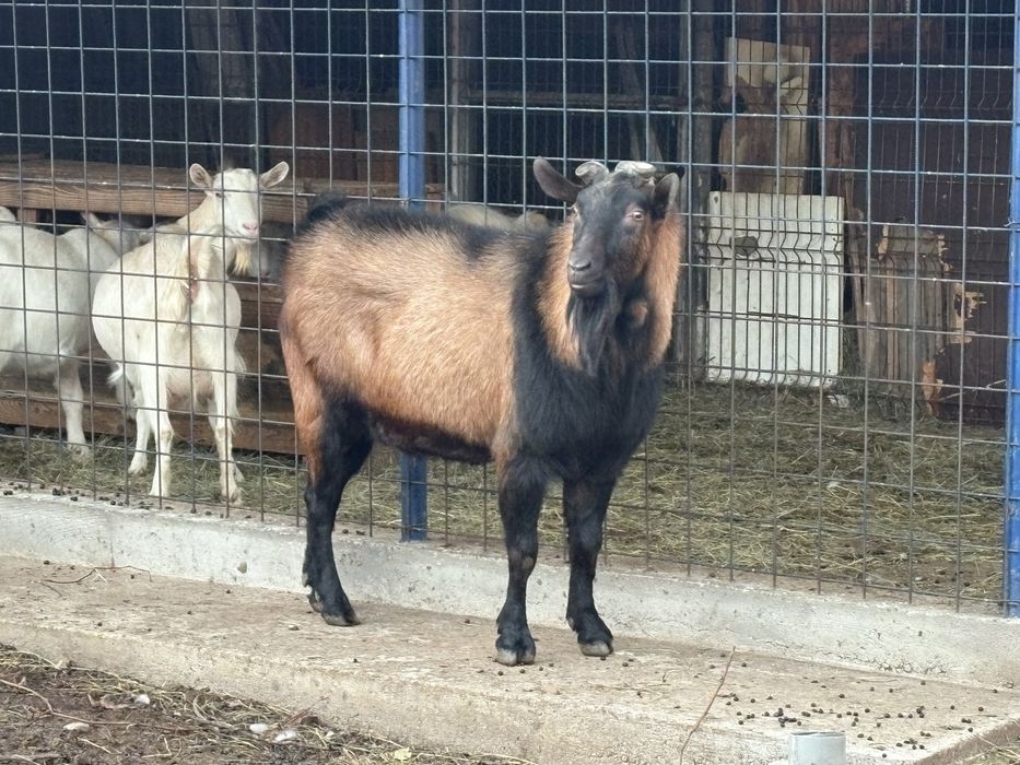 Țap Alpin, 2 ani și jumătate, blând