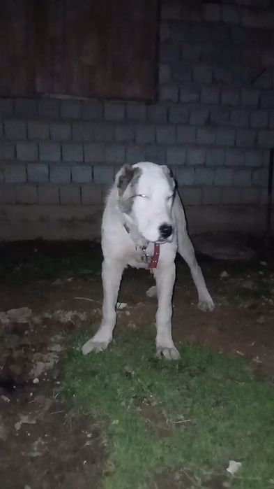 Алапар молодой Течкасы жақын