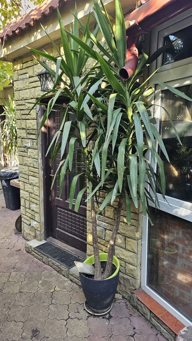 Inchiriez studio de curte -Spatiu de locuit tip varsoniera garsoniera