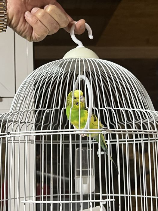 Продам волнистого попугая