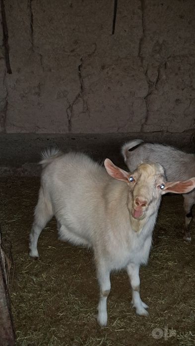 Zanin echkisi taka