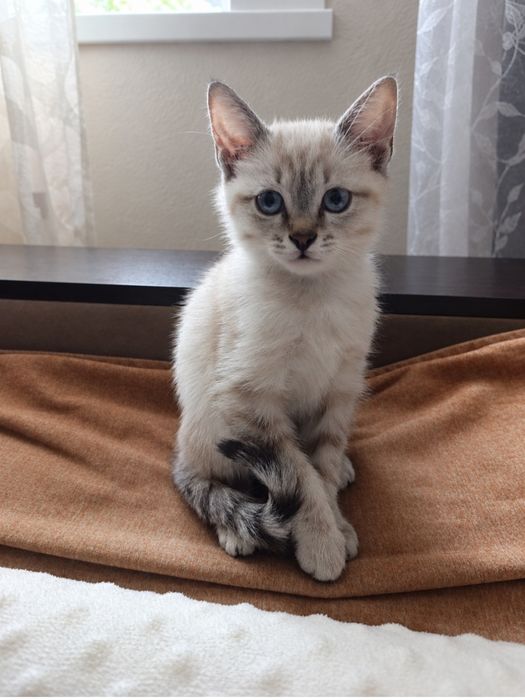 Котенок в добрые руки