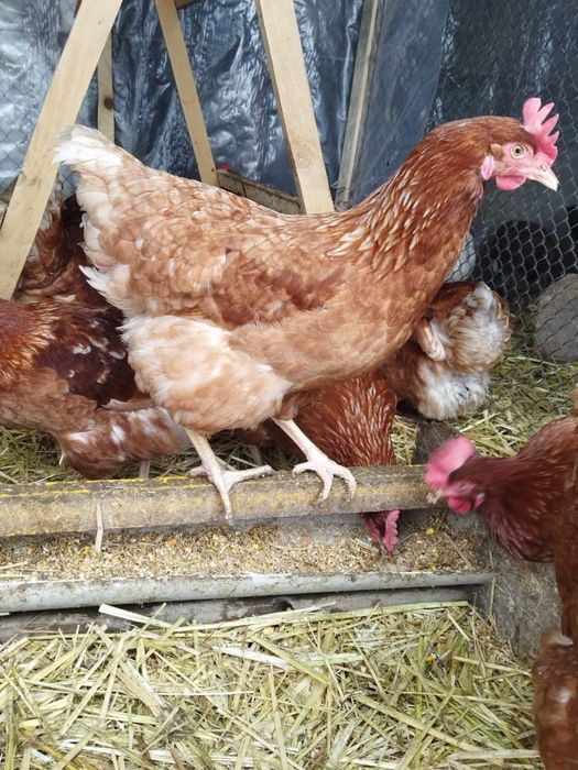 Продам куры домашние
