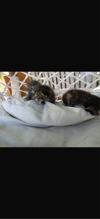 Котята. Бесплатно