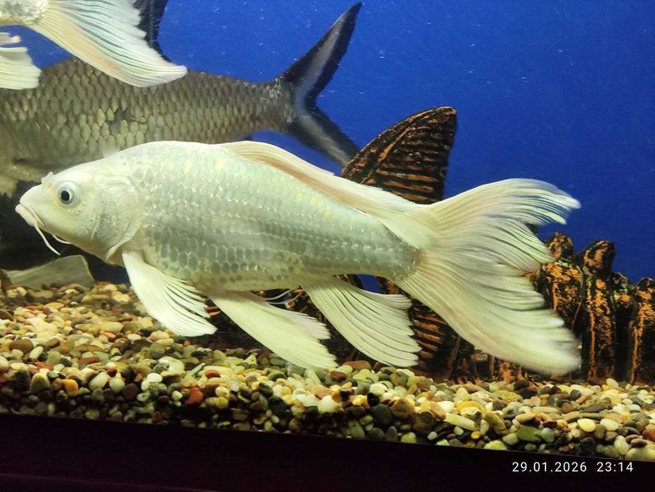 Коя Платинум сотилади 20-25см