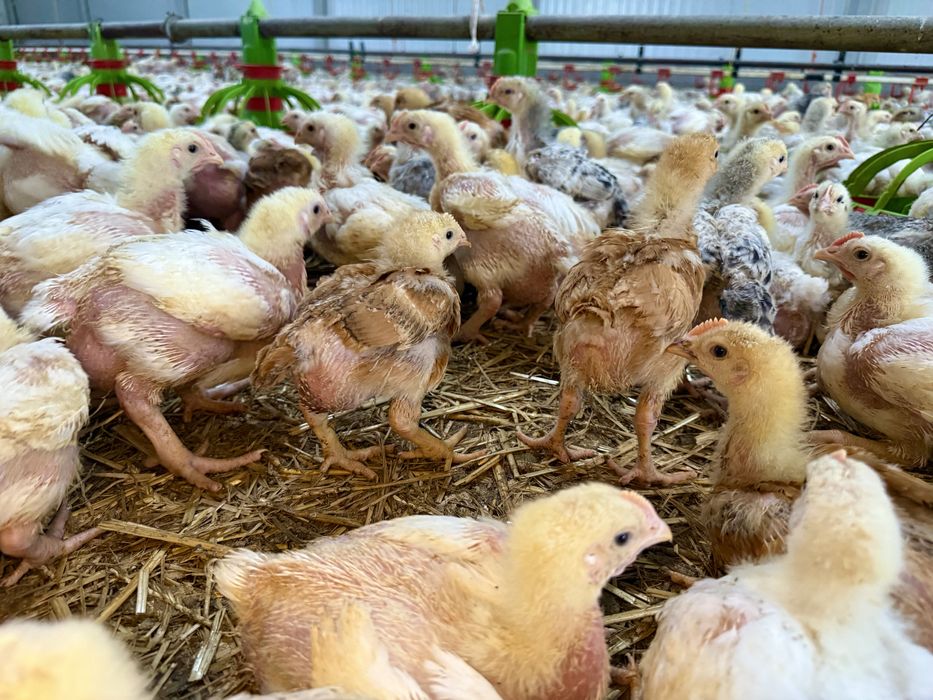 Pui de carne si rasa mixta