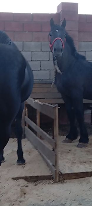 В продаже лошади кобыла жеребец на племя