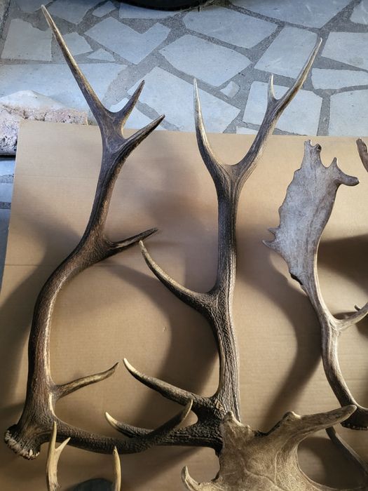 Продавам рога от срандак и лопатар