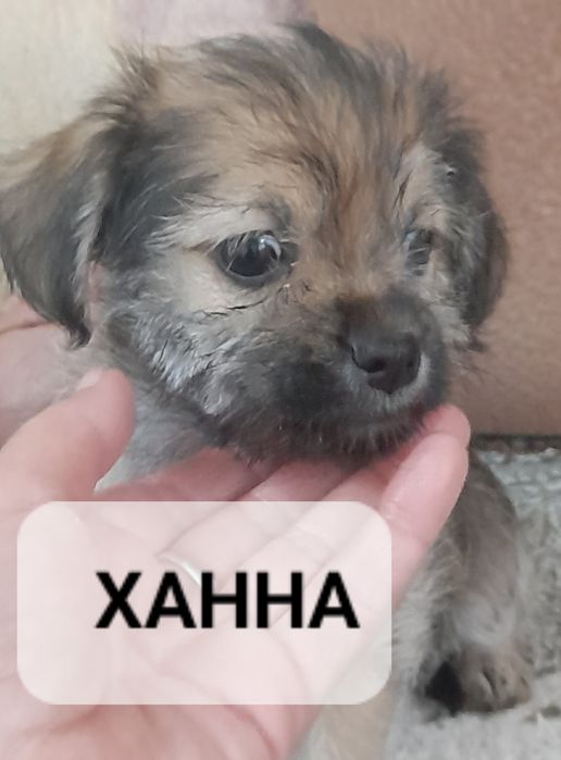 Щенята в добрые руки