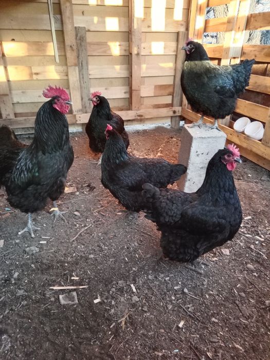 Джерс Гигант на продаже