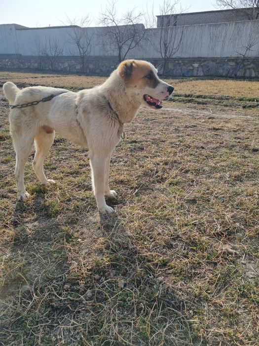 Ит сотилади 6 ойлик