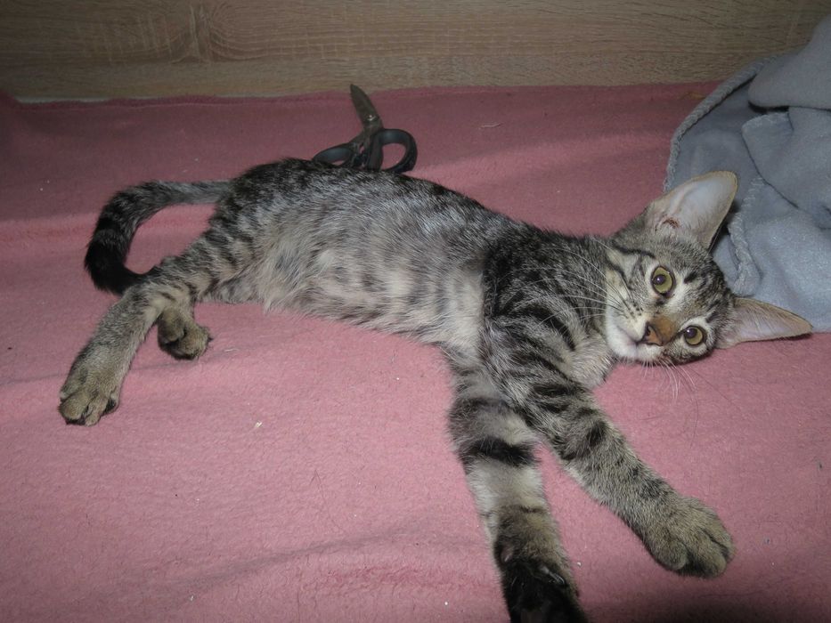 Симпатична и много нежна 4 месечна сладуранка