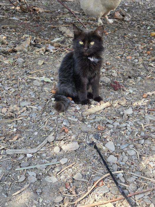 Котёнок  бесплатно