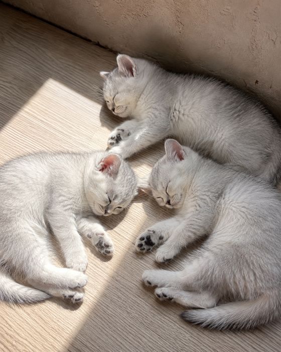 Шикарные британские котята.