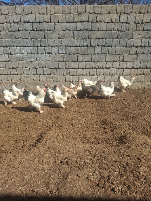 Срочна Продам Брама