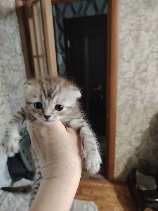 Британские малыши