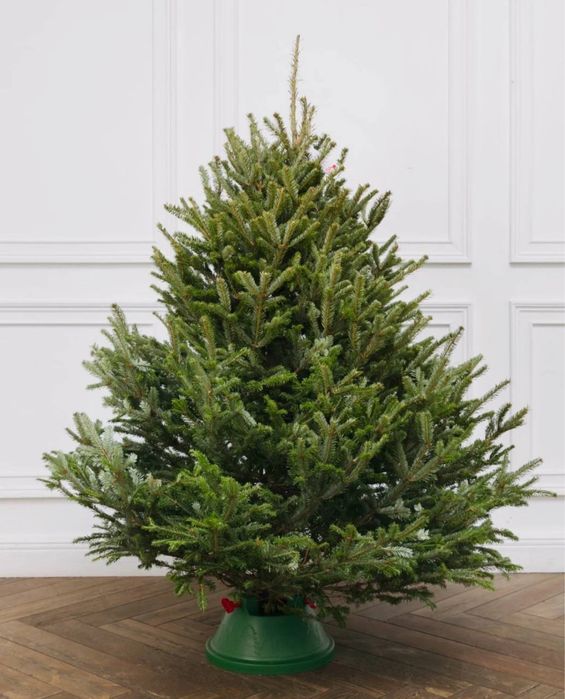 Живые елки,сосны,ели,пихты