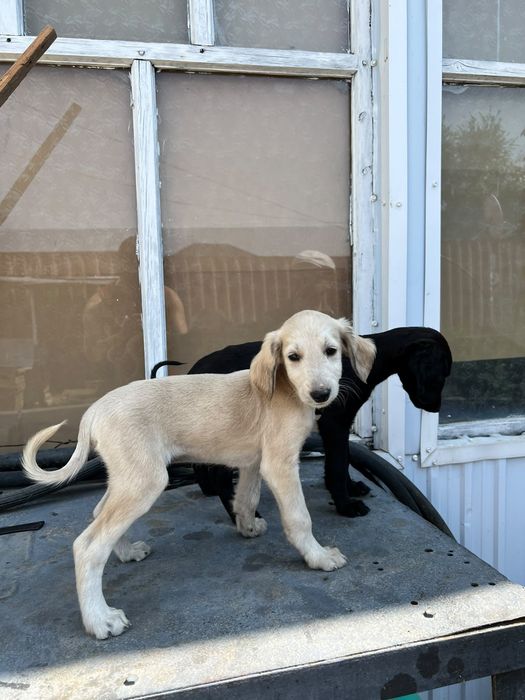 Щенки Тазы продам