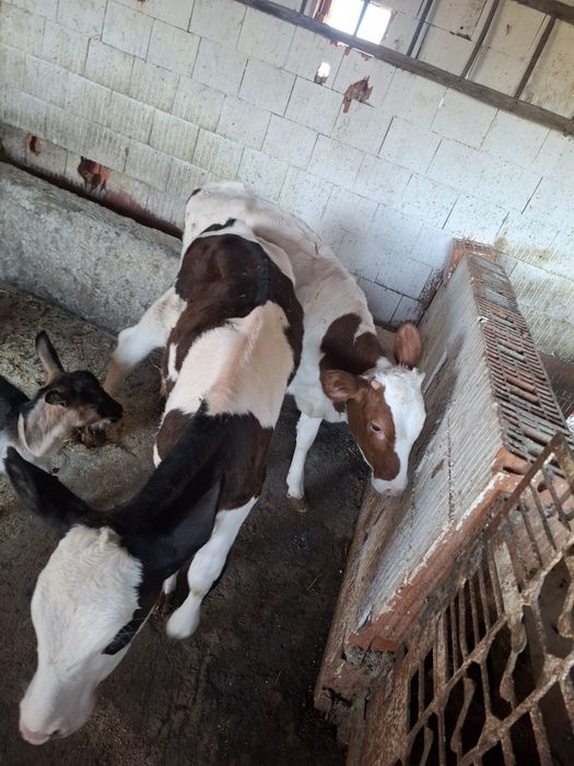 Vand 2 vitele de 3 luni jumate