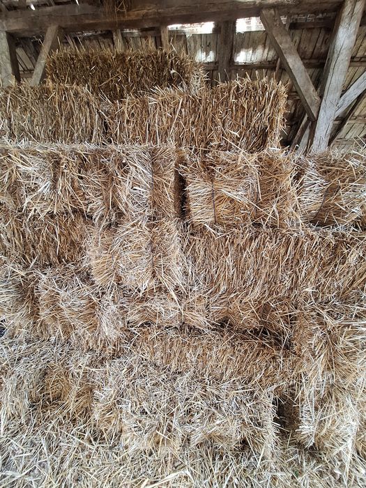 Vând triticale și paie de grâu.